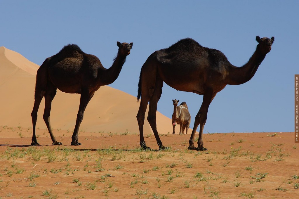 Kamele im Oman