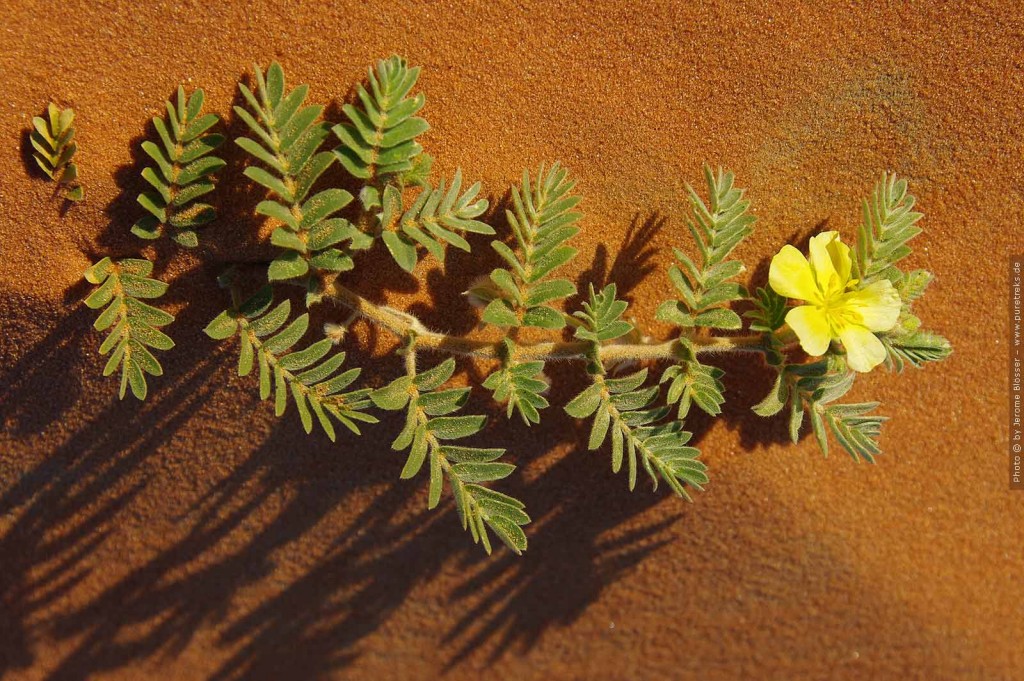 Wüstenblume im Sand