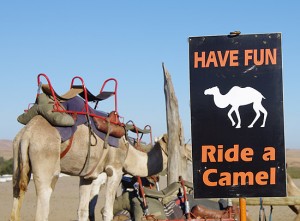 Kamelreiten bei Swakopmund
