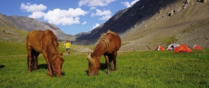 pferde-mongolei-altai-wanderreise