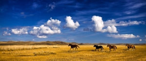 wildpferde-altai-mongolei-trekking-puretreks