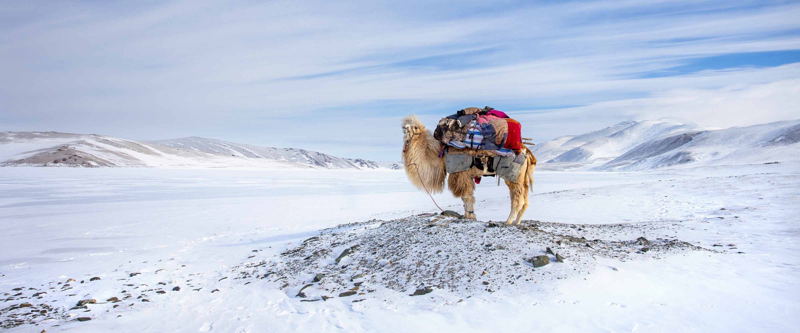 kamel-mongolei-im-altai-wandern