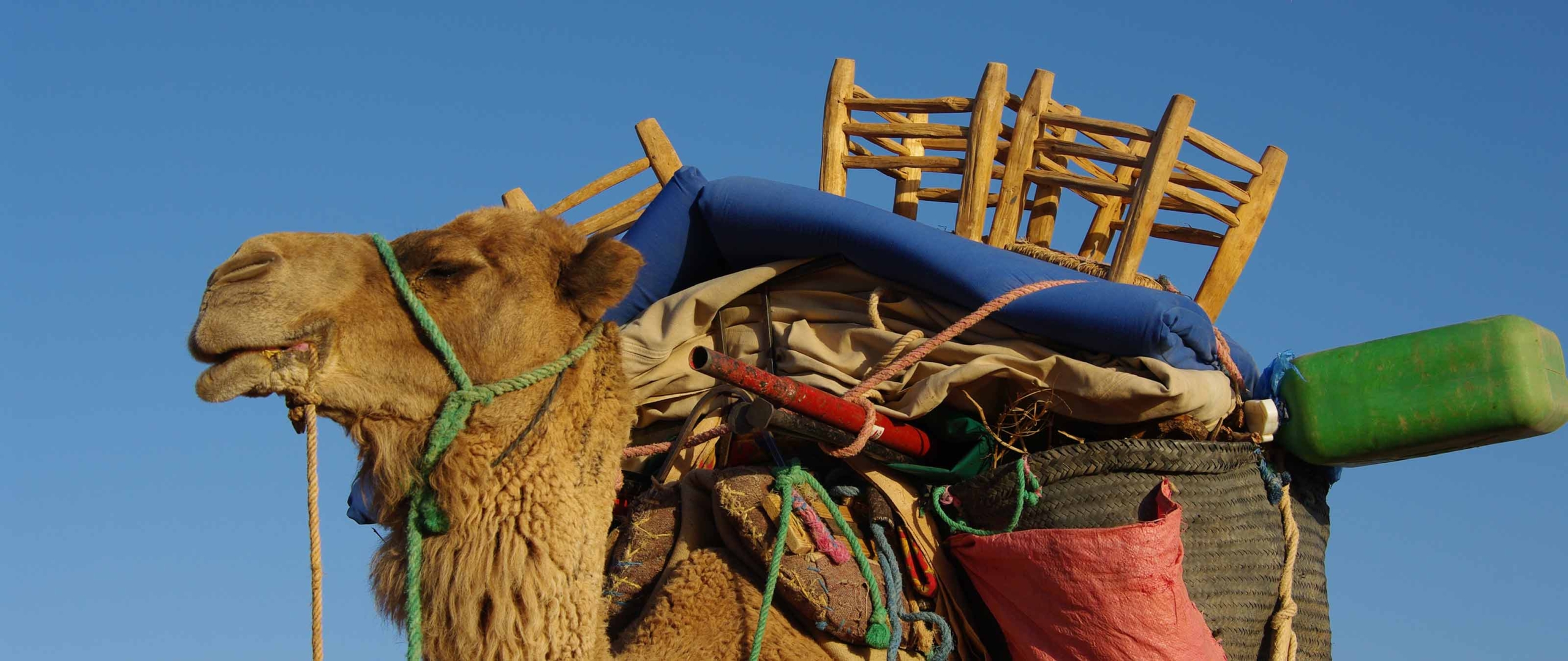 kamel-sahara-meharee-wueste-marokko