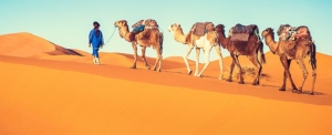 Marokko Wüstenreise mit Kamelen