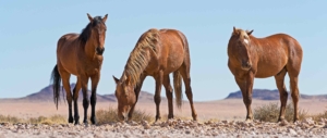 Wildpferde in Namibia Wandern