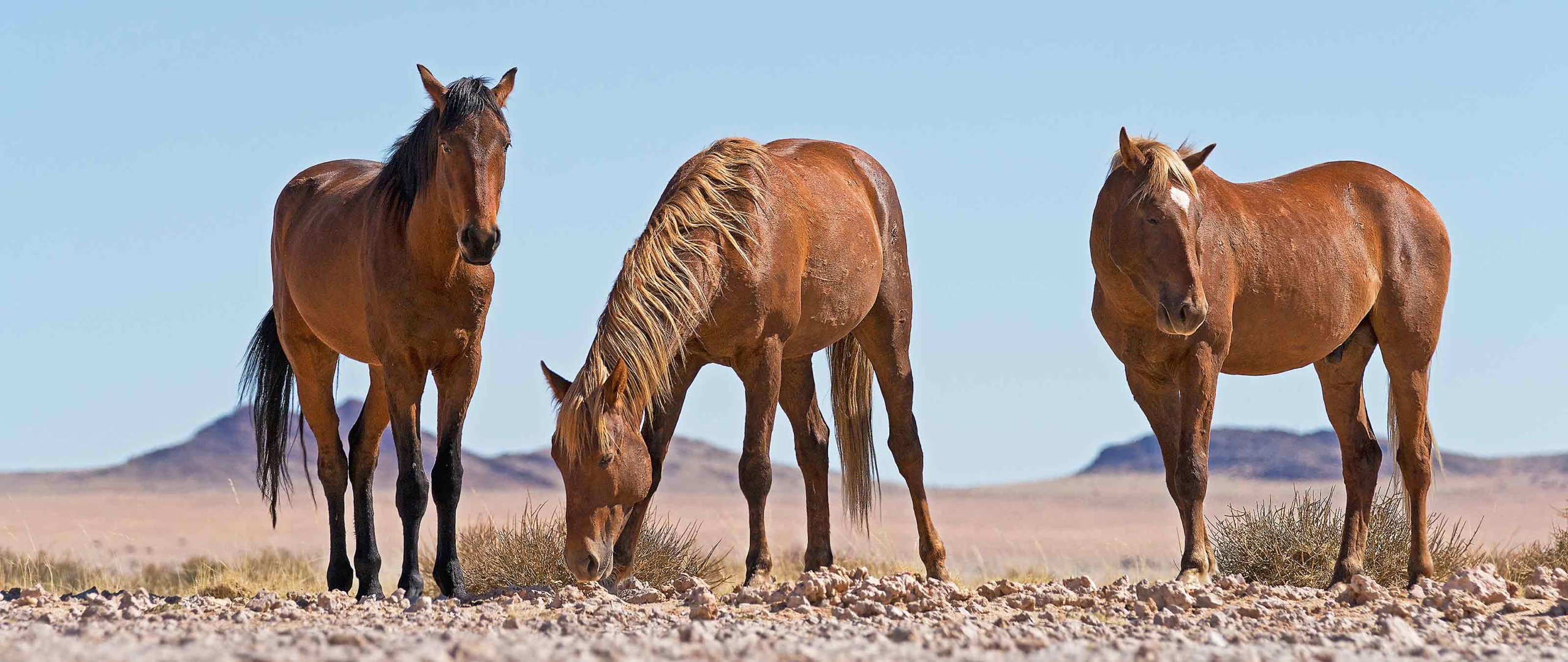 Wildpferde in Namibia Wandern