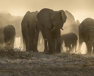 Wüstenelefanten Namibia Wanderreise