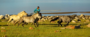 ulaagchin-khar-nuur-wildpferde-mongolei