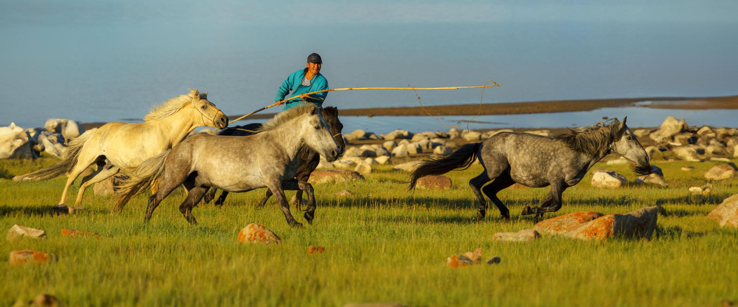 ulaagchin-khar-nuur-wildpferde-mongolei